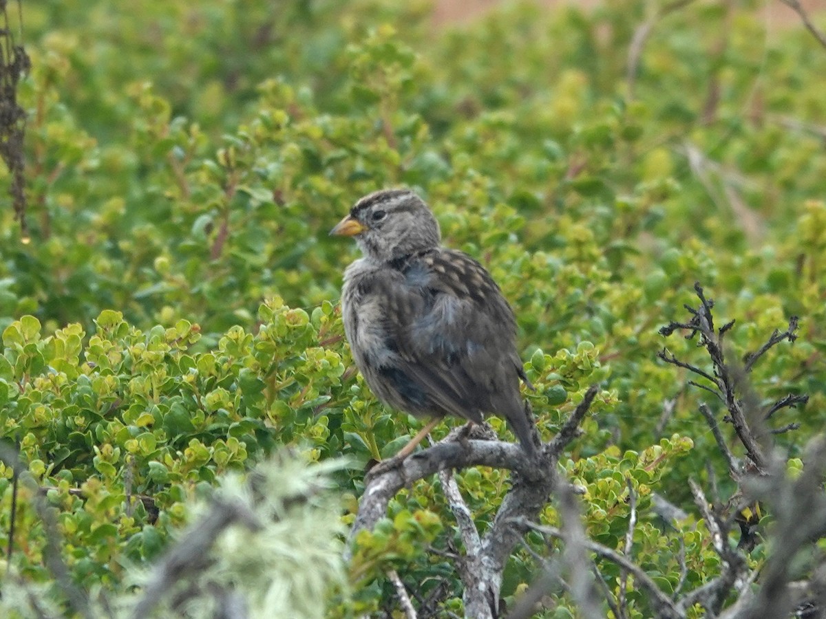 White-crowned Sparrow - ML621207387