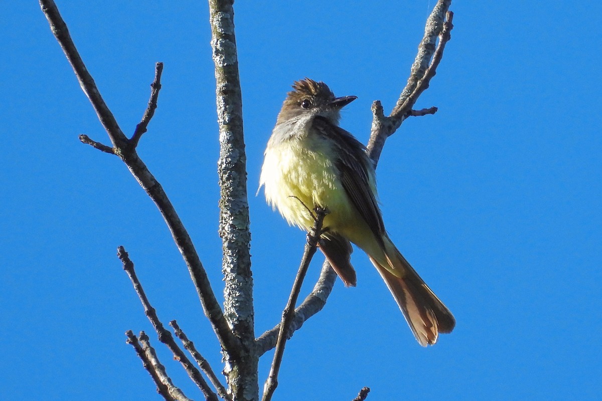 Great Crested Flycatcher - ML621207412
