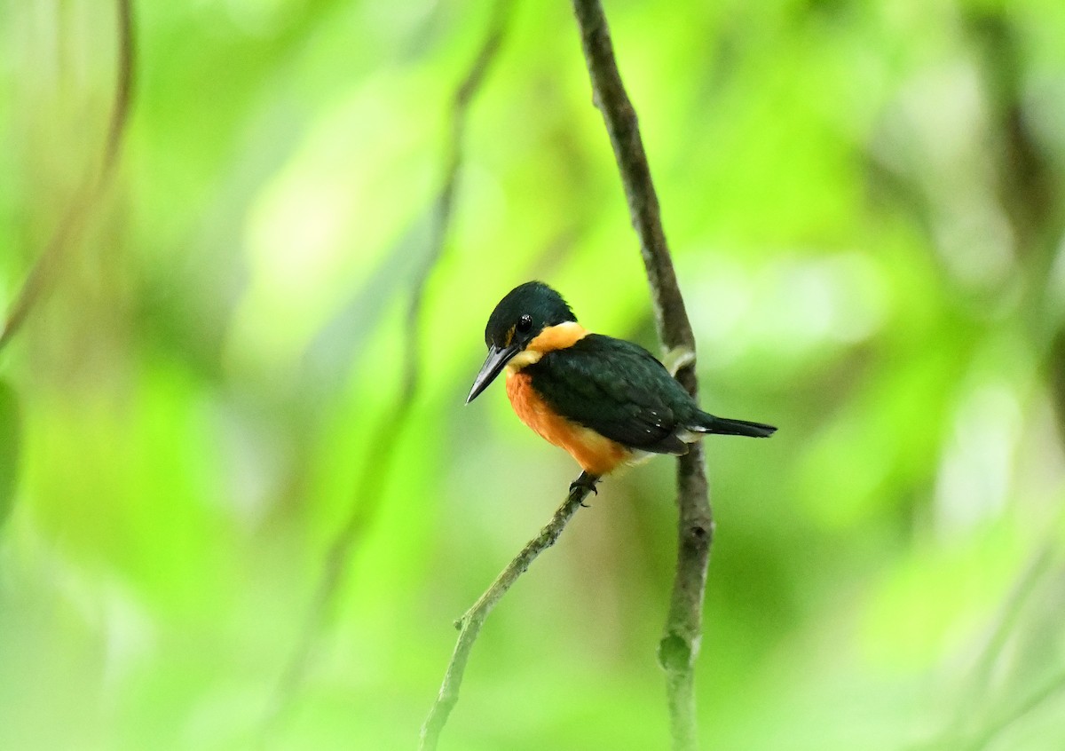 American Pygmy Kingfisher - ML621207433