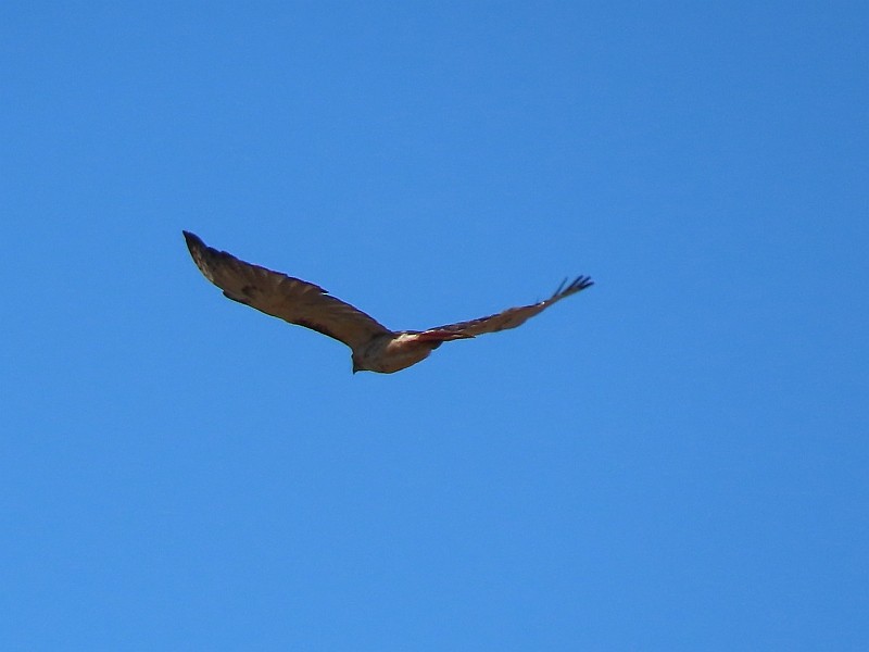 Red-tailed Hawk - ML621207480