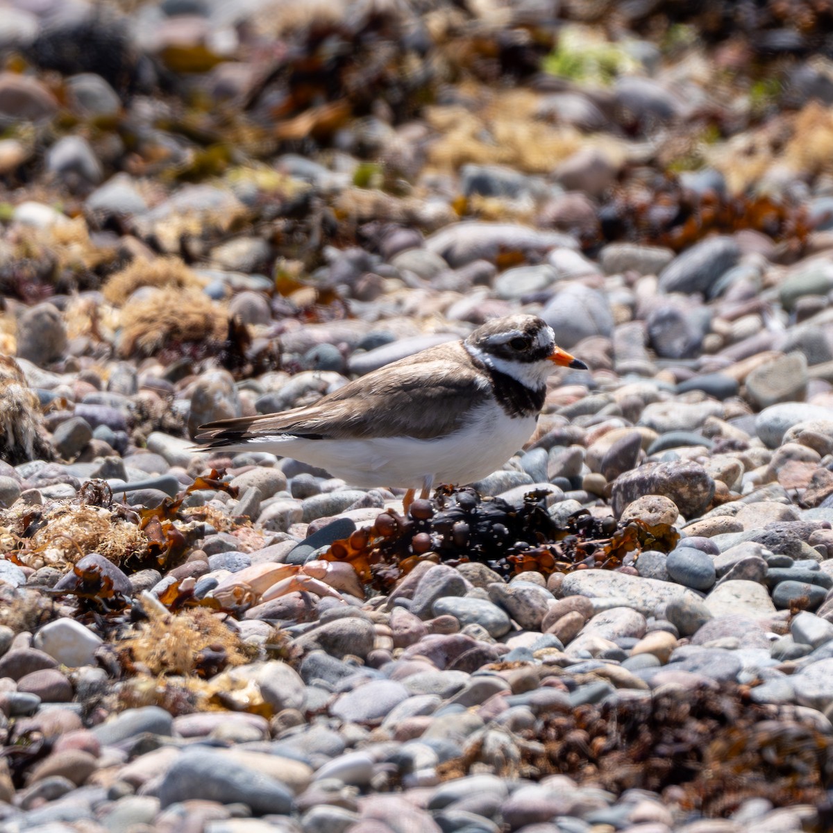 Common Ringed Plover - ML621207487