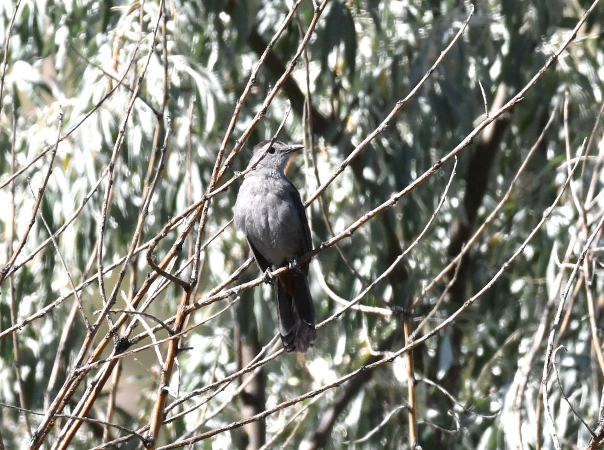 Gray Catbird - ML621207500