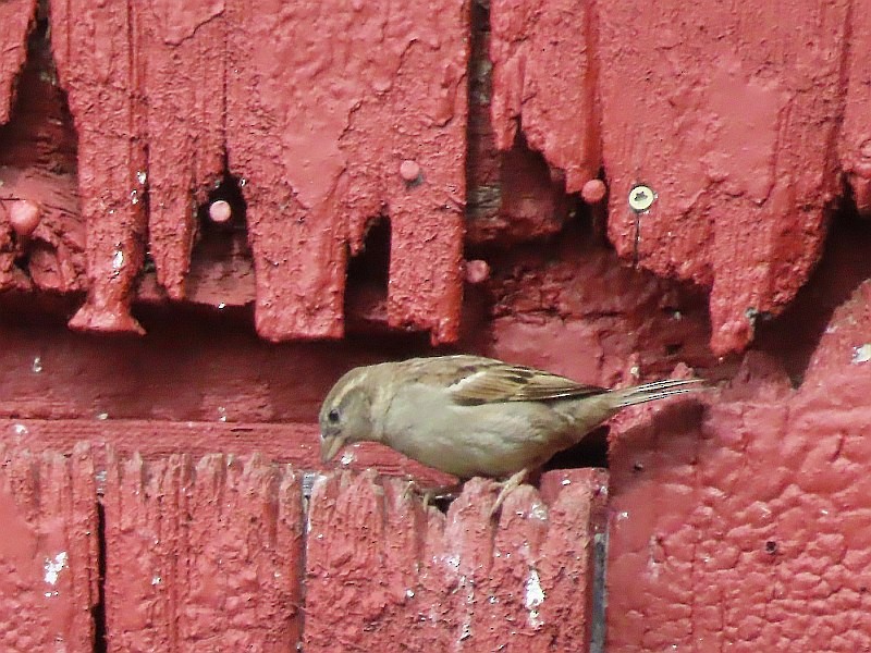House Sparrow - ML621207552