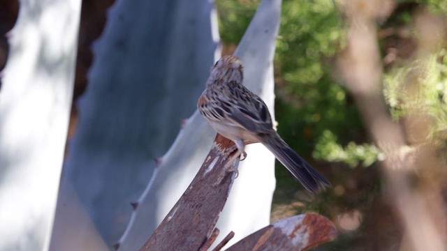 Rufous-winged Sparrow - ML621207563