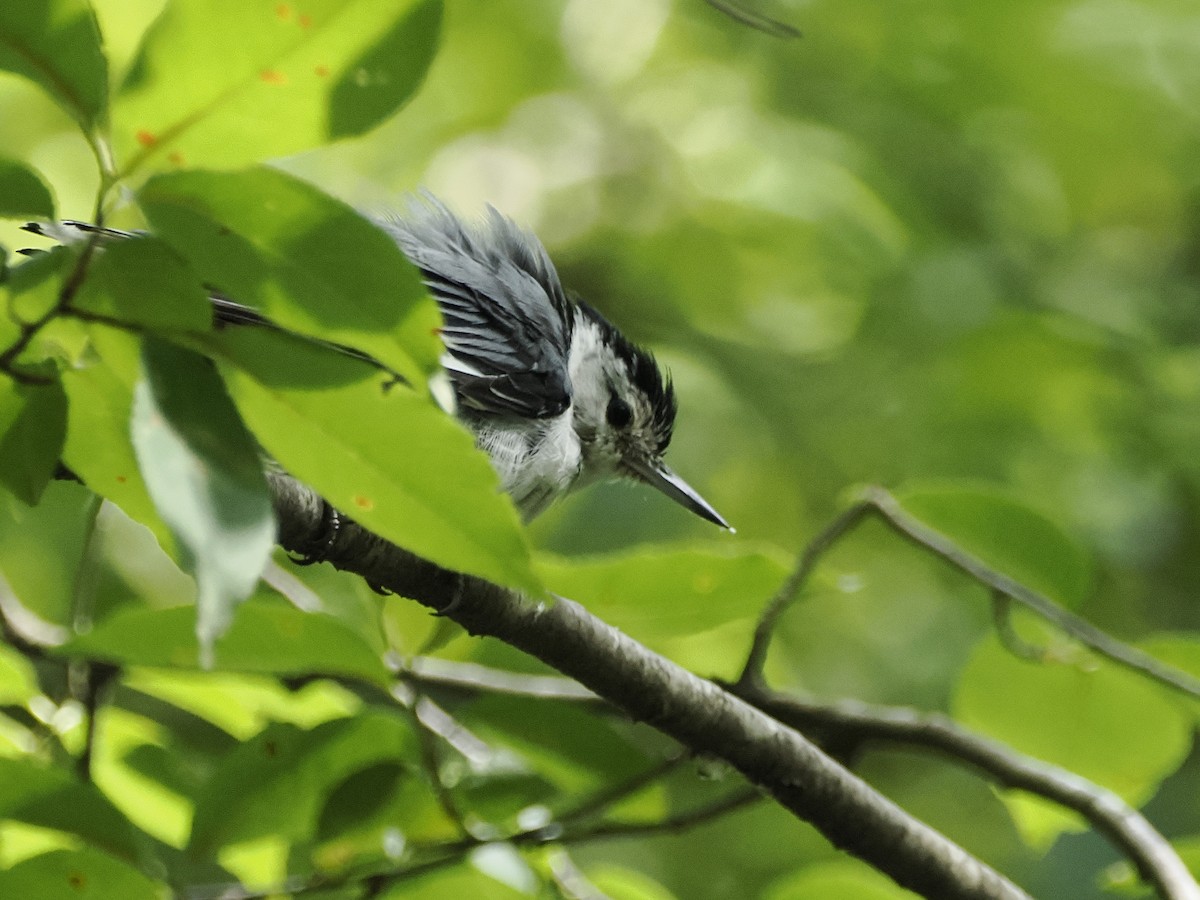 White-breasted Nuthatch - ML621207596