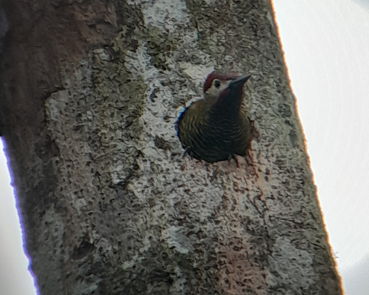 Golden-olive Woodpecker - ML621207605