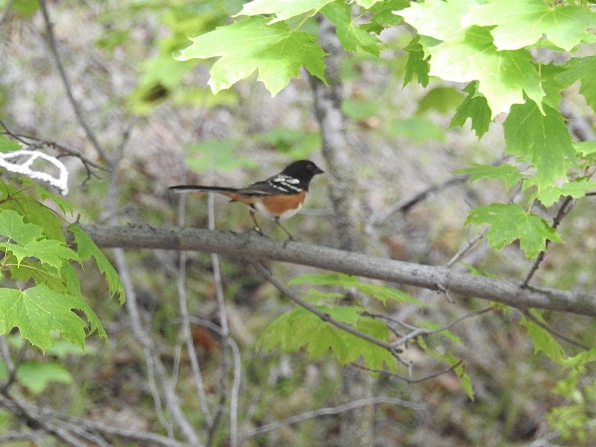 Spotted Towhee - ML621207621