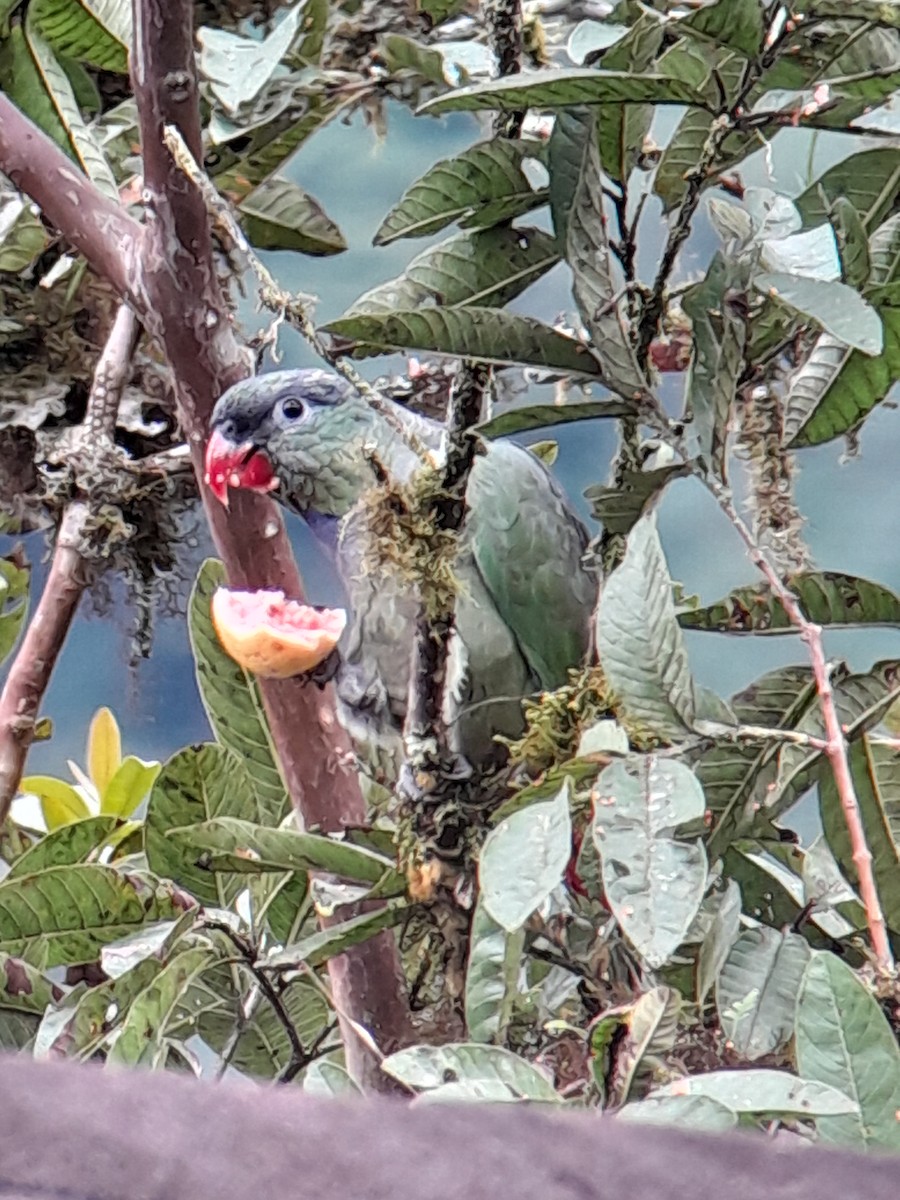 Red-billed Parrot - ML621207622