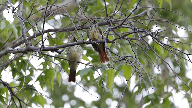 Sulphur-bellied Flycatcher - ML621207626