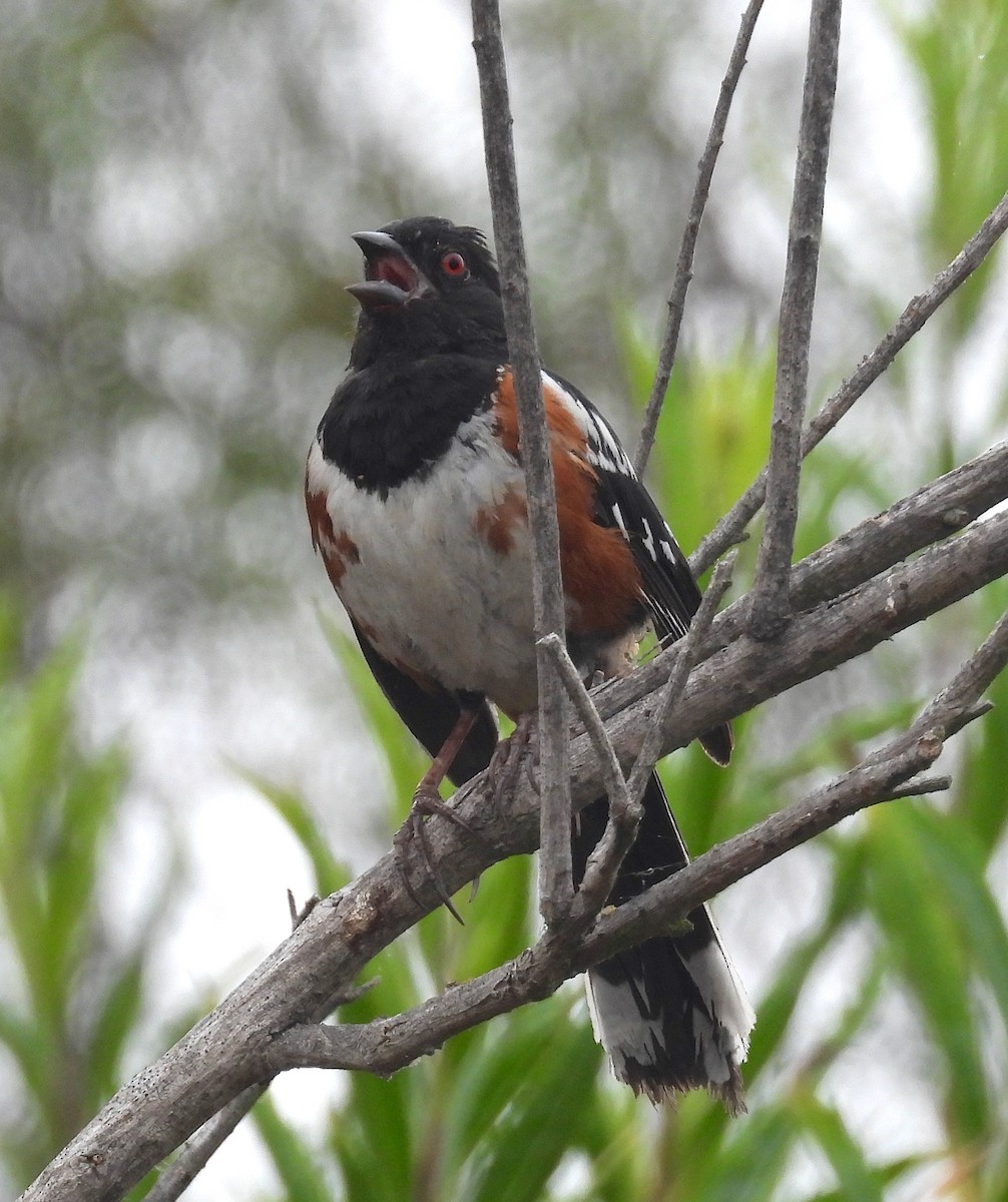 Spotted Towhee - ML621207638