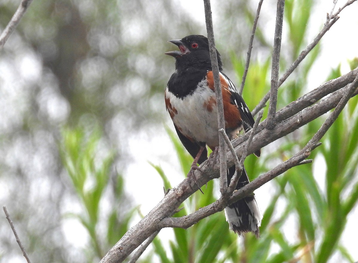 Spotted Towhee - ML621207639