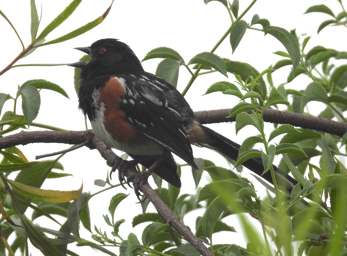 Spotted Towhee - ML621207641