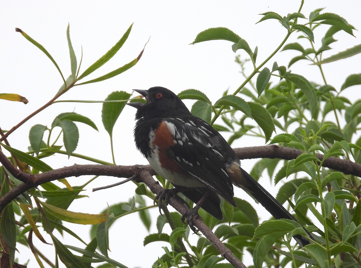 Spotted Towhee - ML621207642