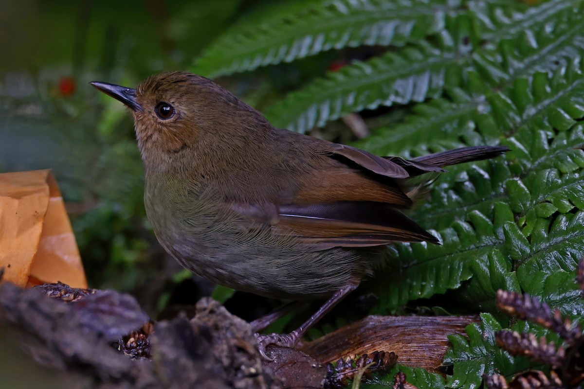 Large Scrubwren - ML621207655