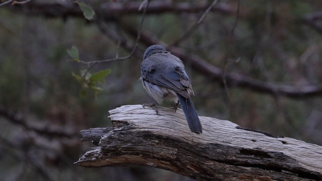 Mexican Jay (Arizona) - ML621207678