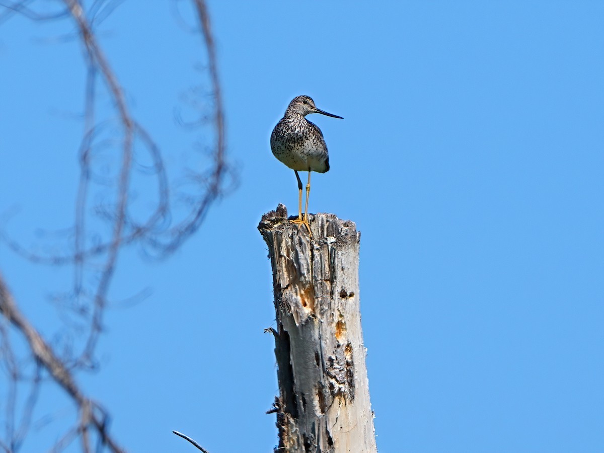 Greater Yellowlegs - ML621207728