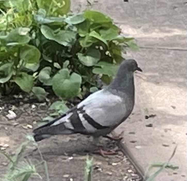 Rock Pigeon (Feral Pigeon) - ML621207729