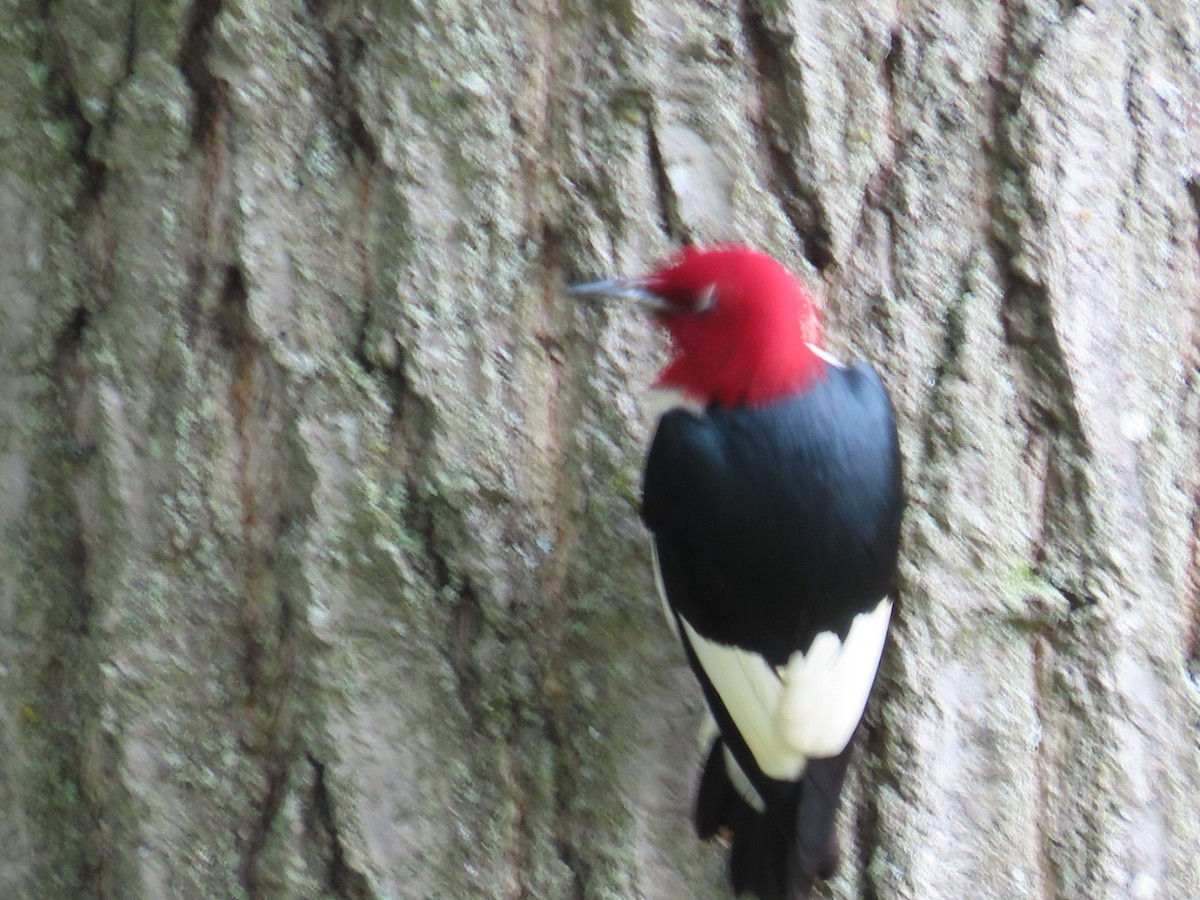 Red-headed Woodpecker - ML621207743