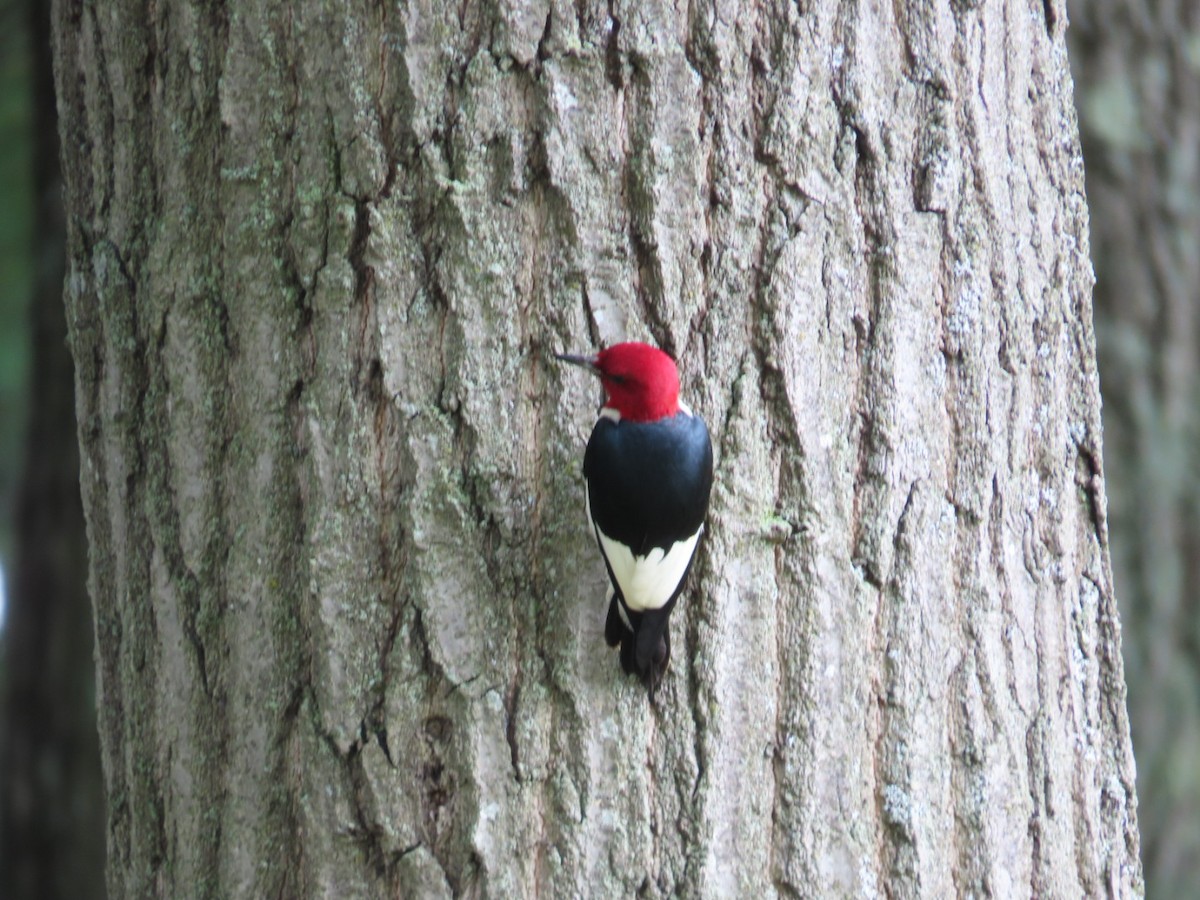 Red-headed Woodpecker - ML621207744