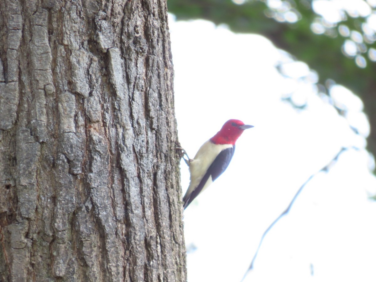 Red-headed Woodpecker - ML621207745