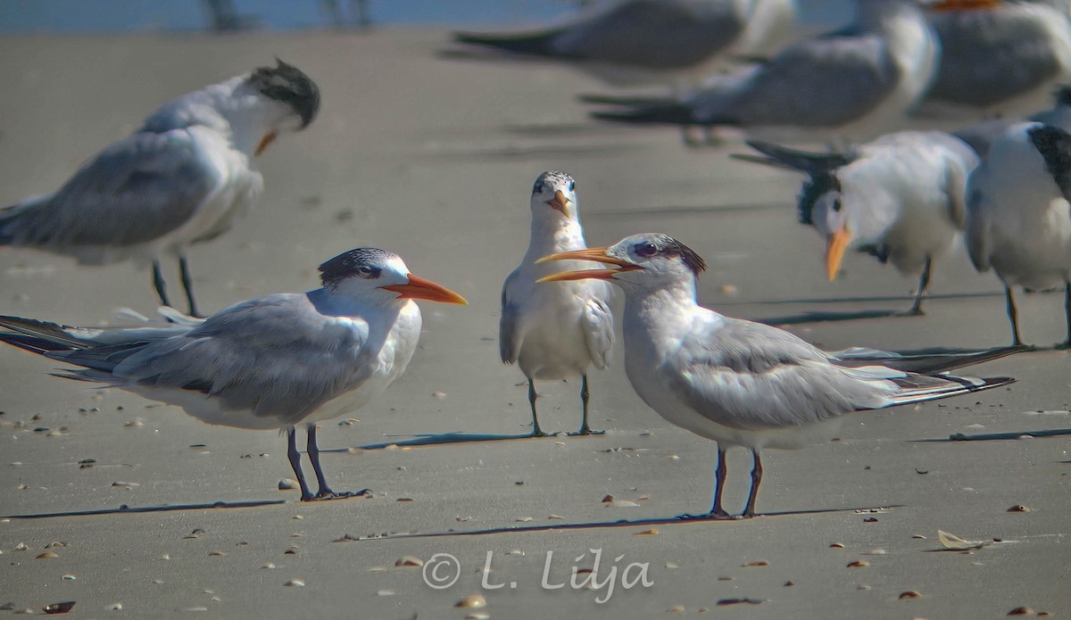 Elegant Tern - ML621207748