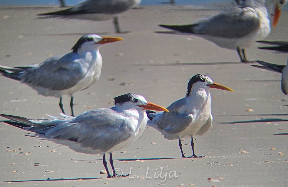 Elegant Tern - ML621207749