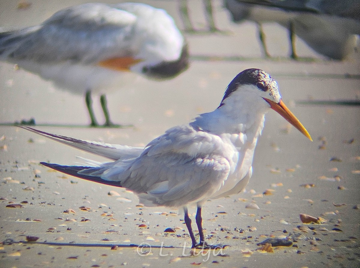 Elegant Tern - ML621207750