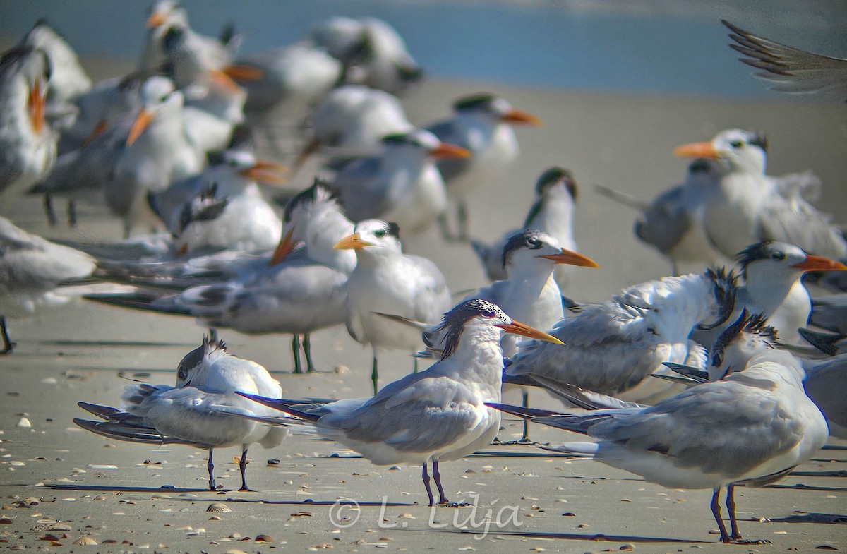 Elegant Tern - ML621207751