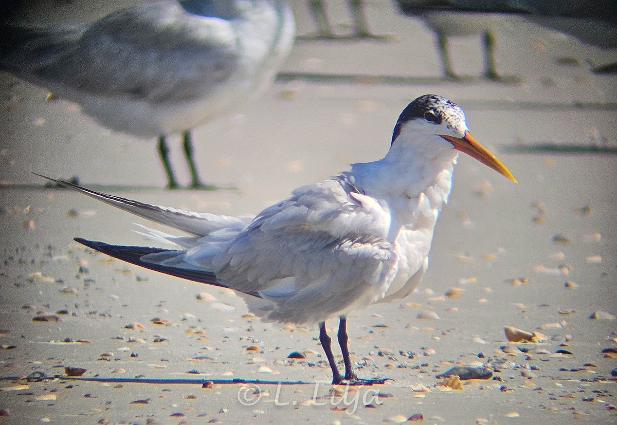 Elegant Tern - ML621207752