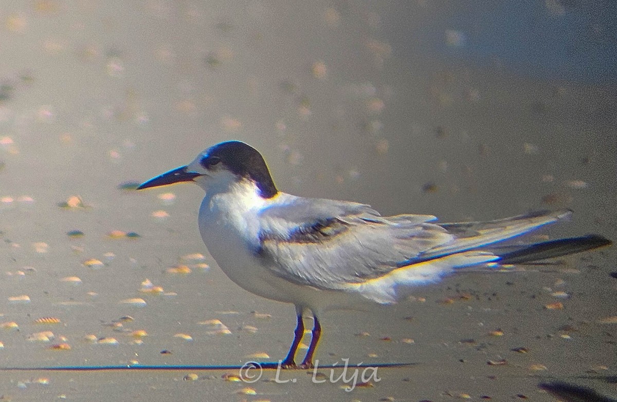 Common Tern - ML621207758