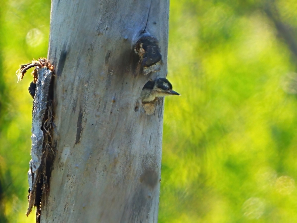 Hairy Woodpecker - ML621207777