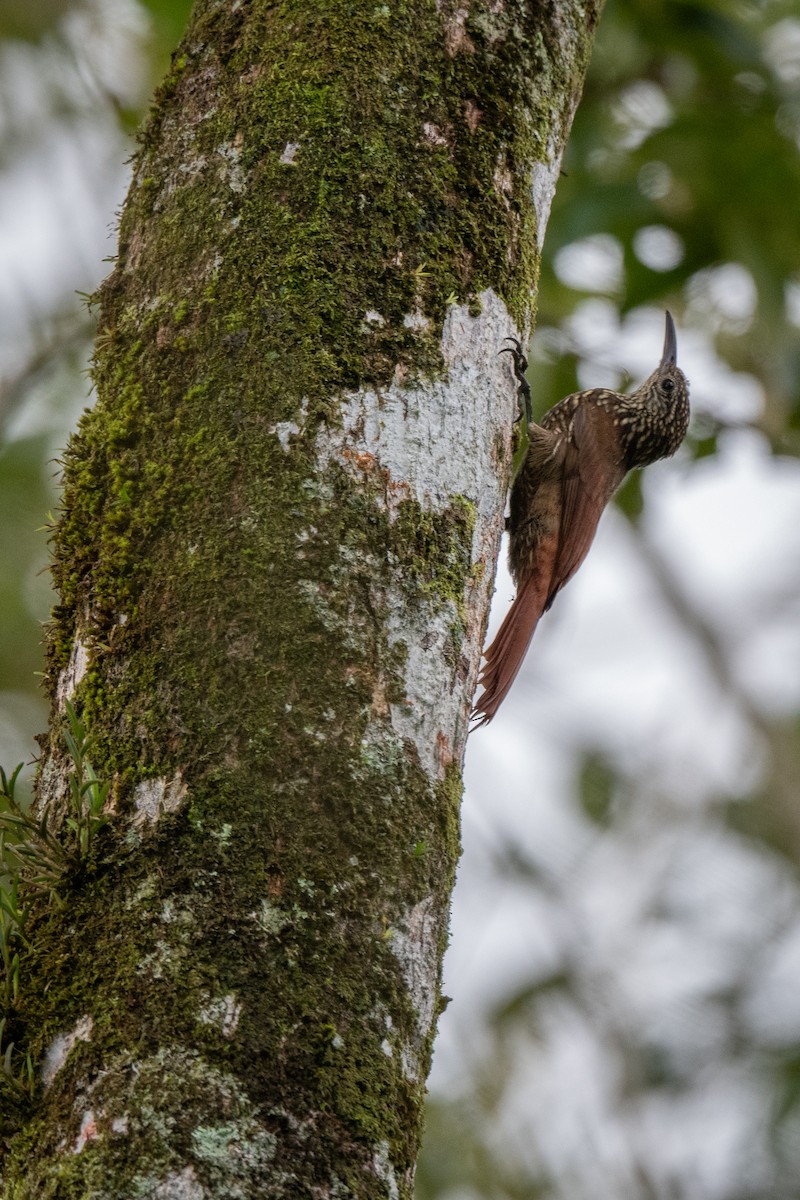 Spotted Woodcreeper - ML621207794