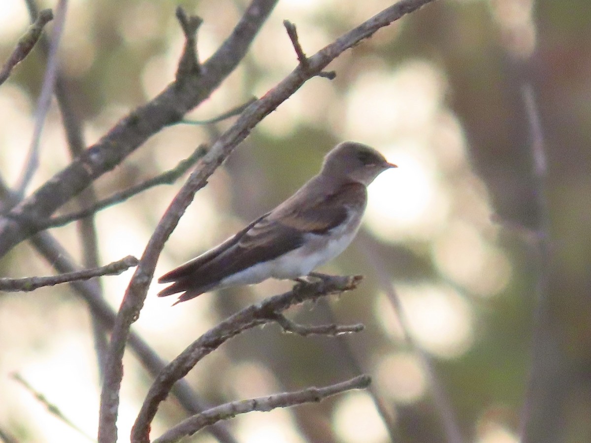 Northern Rough-winged Swallow (Northern) - ML621207816