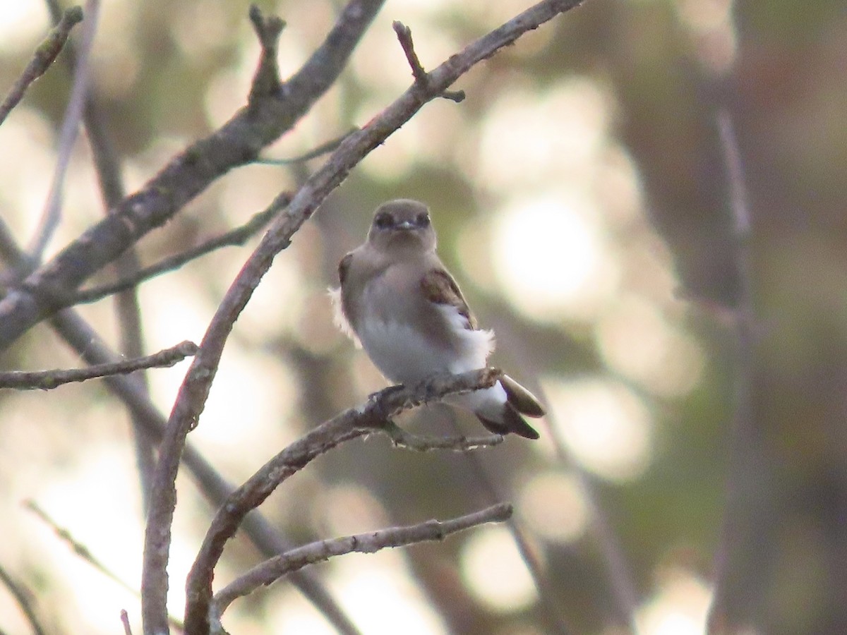 Northern Rough-winged Swallow (Northern) - ML621207817