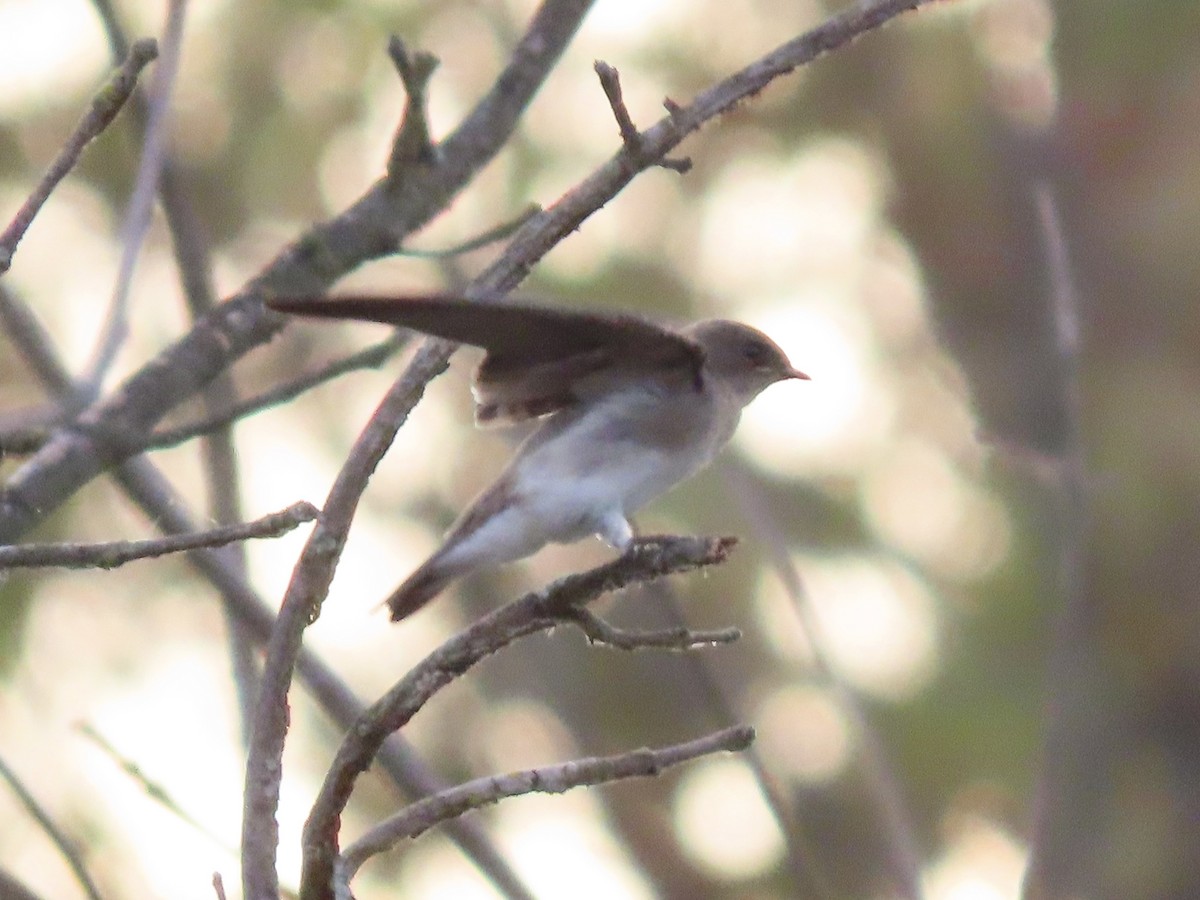 Northern Rough-winged Swallow (Northern) - ML621207818