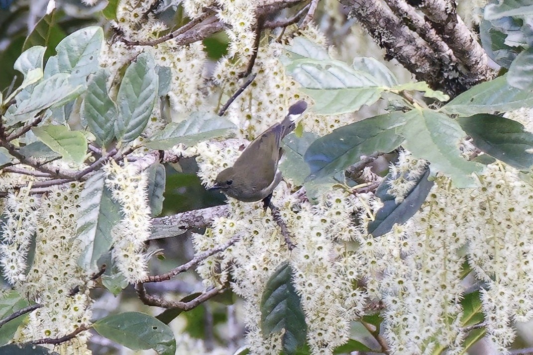 Mid-mountain Berrypecker - ML621207832