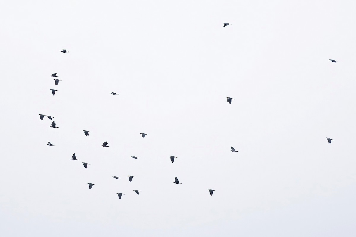 holub tmavohlavý - ML621207857