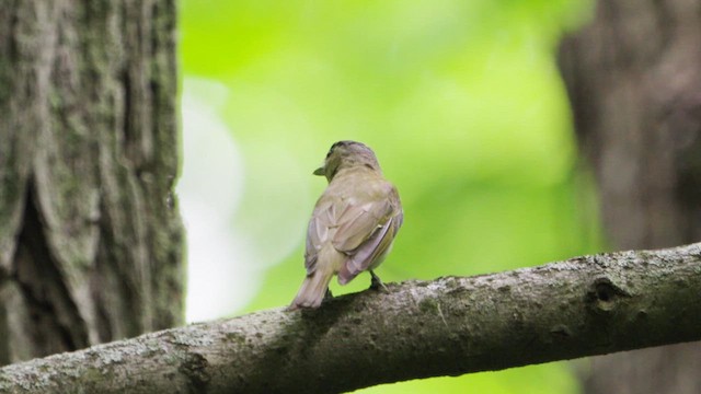 rødøyevireo - ML621207858