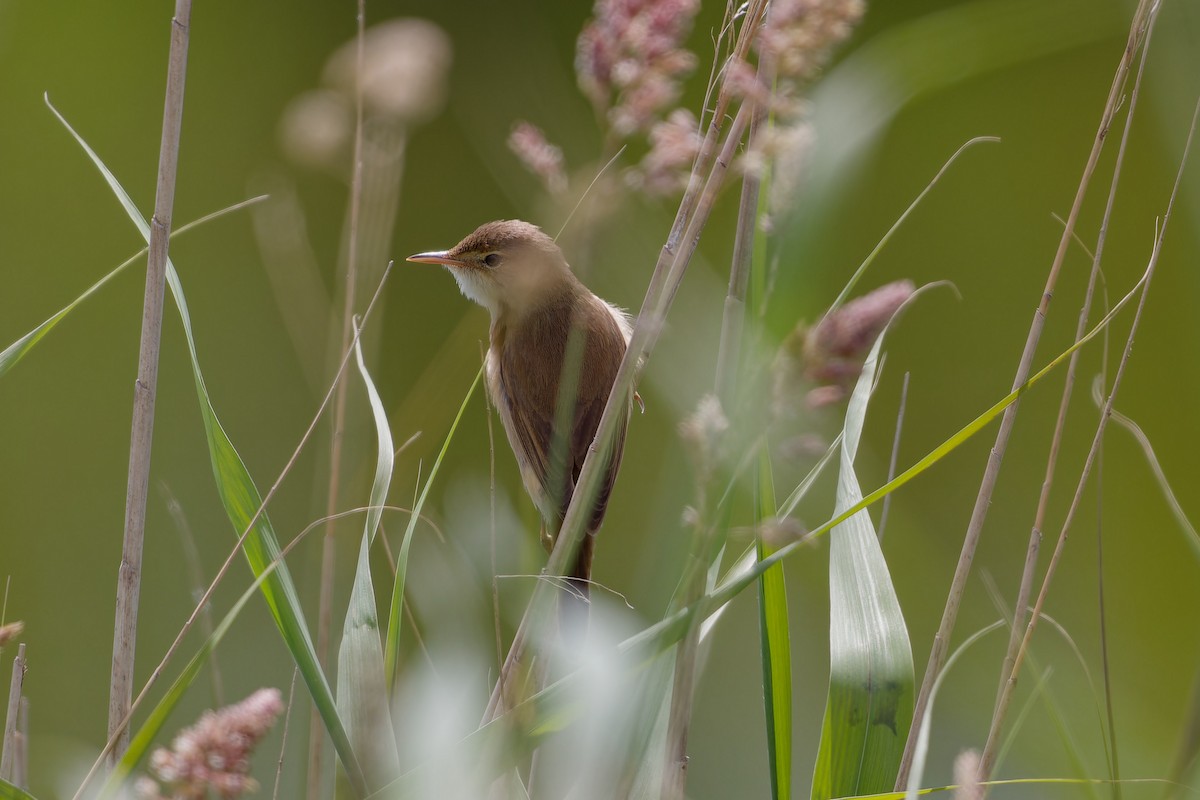 Common Reed Warbler - ML621207865