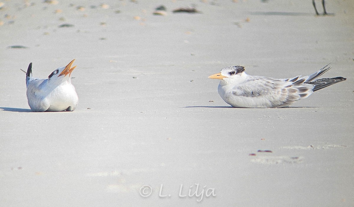 Royal Tern - ML621207902