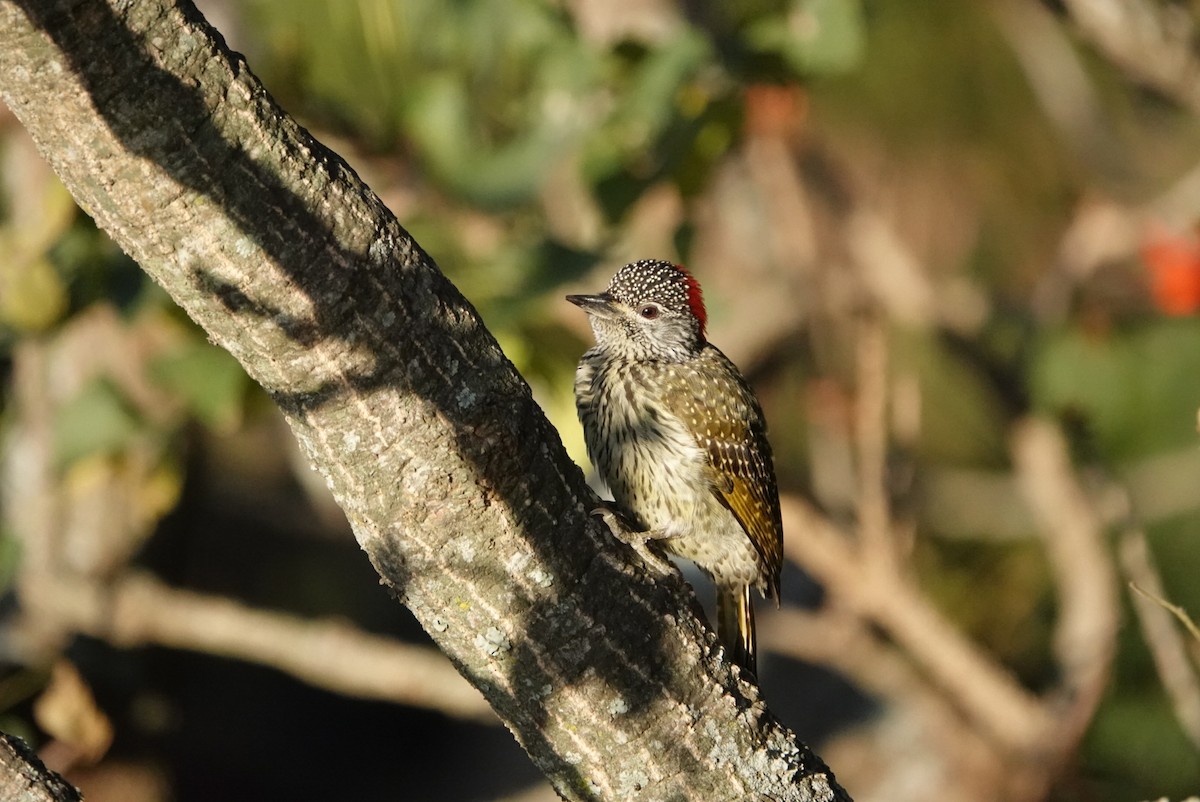 eBird Checklist - 6 Jul 2024 - Durban, Berea, KwaZulu-Natal, ZA ...