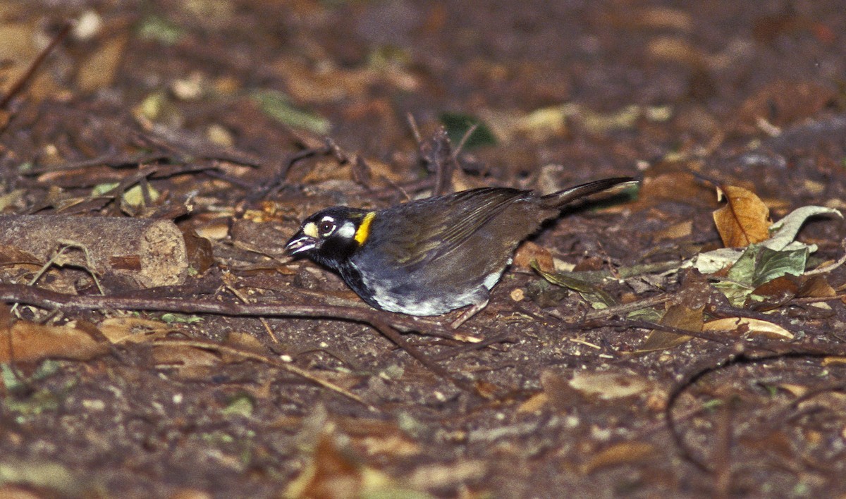 White-eared Ground-Sparrow - ML621207928