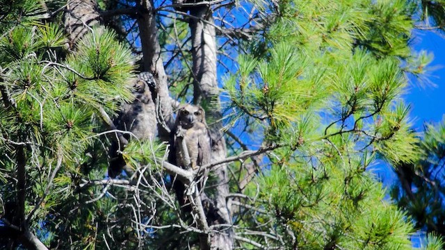 Great Horned Owl - ML621207975