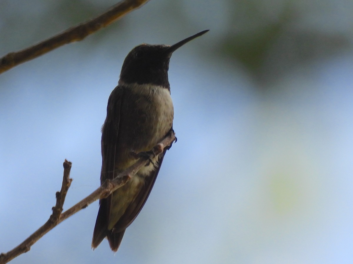 Black-chinned Hummingbird - ML621208027