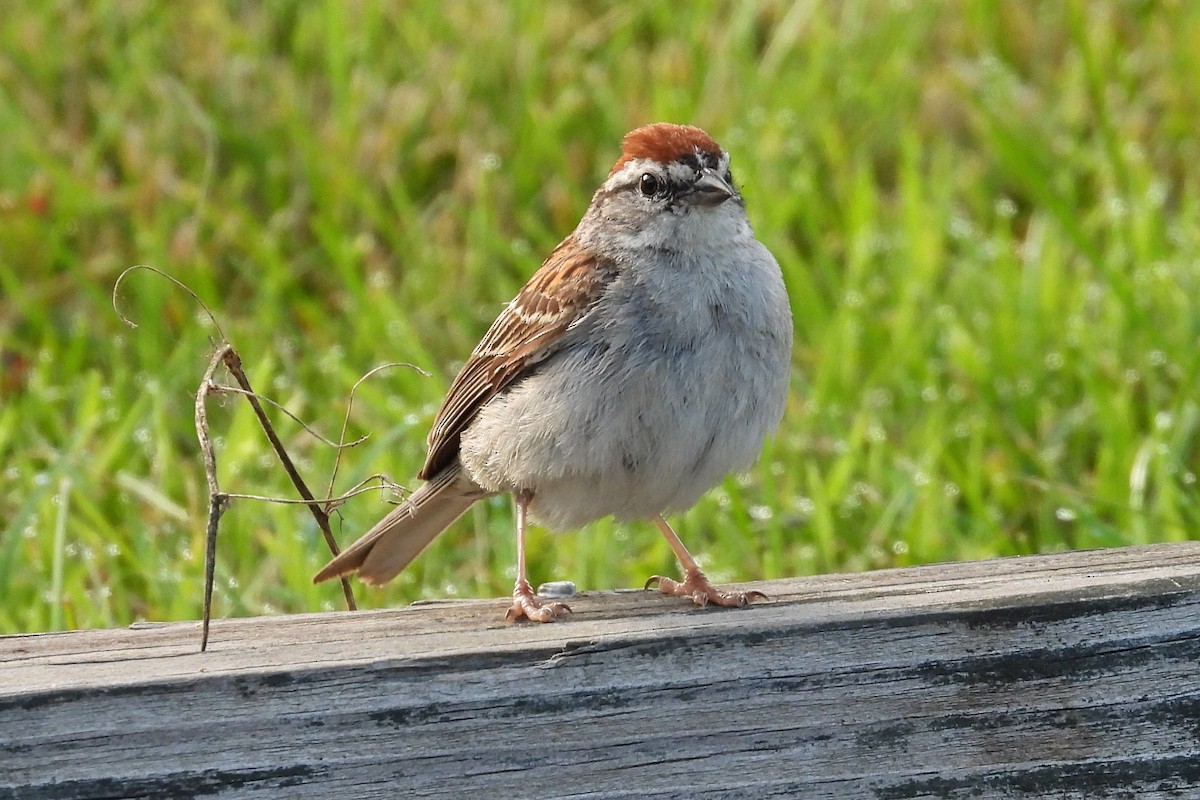 Chipping Sparrow - ML621208066