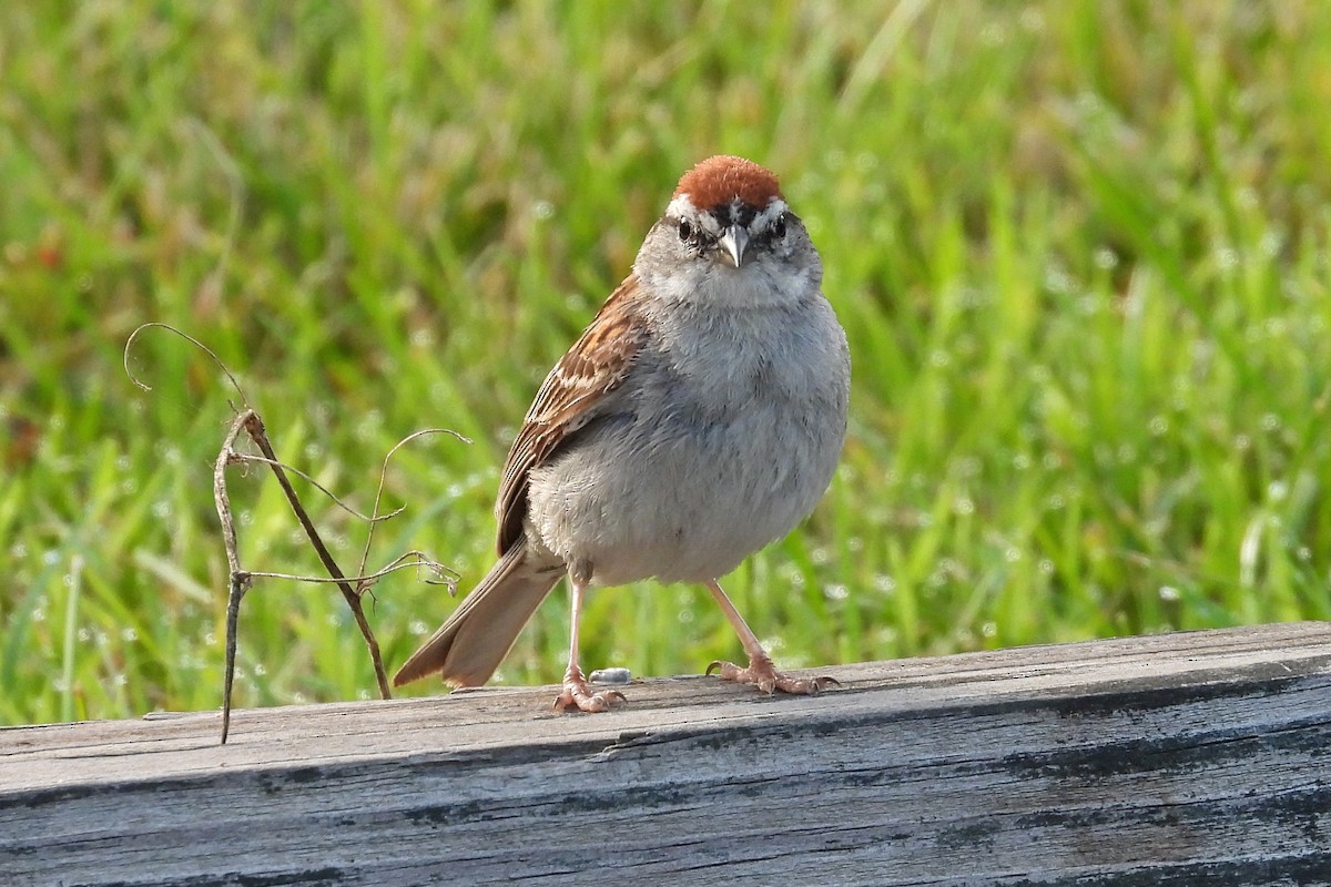 Chipping Sparrow - ML621208067