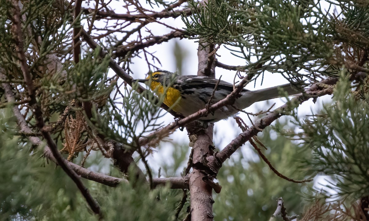 Grace's Warbler - ML621208069