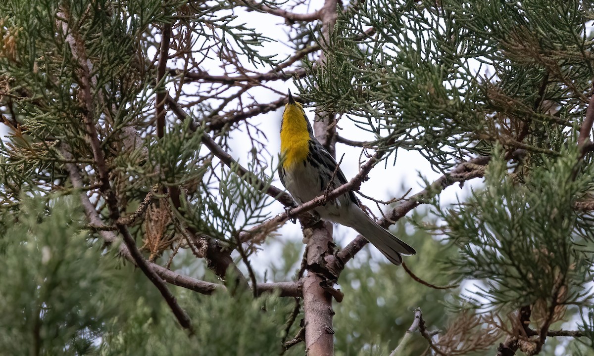 Grace's Warbler - ML621208070