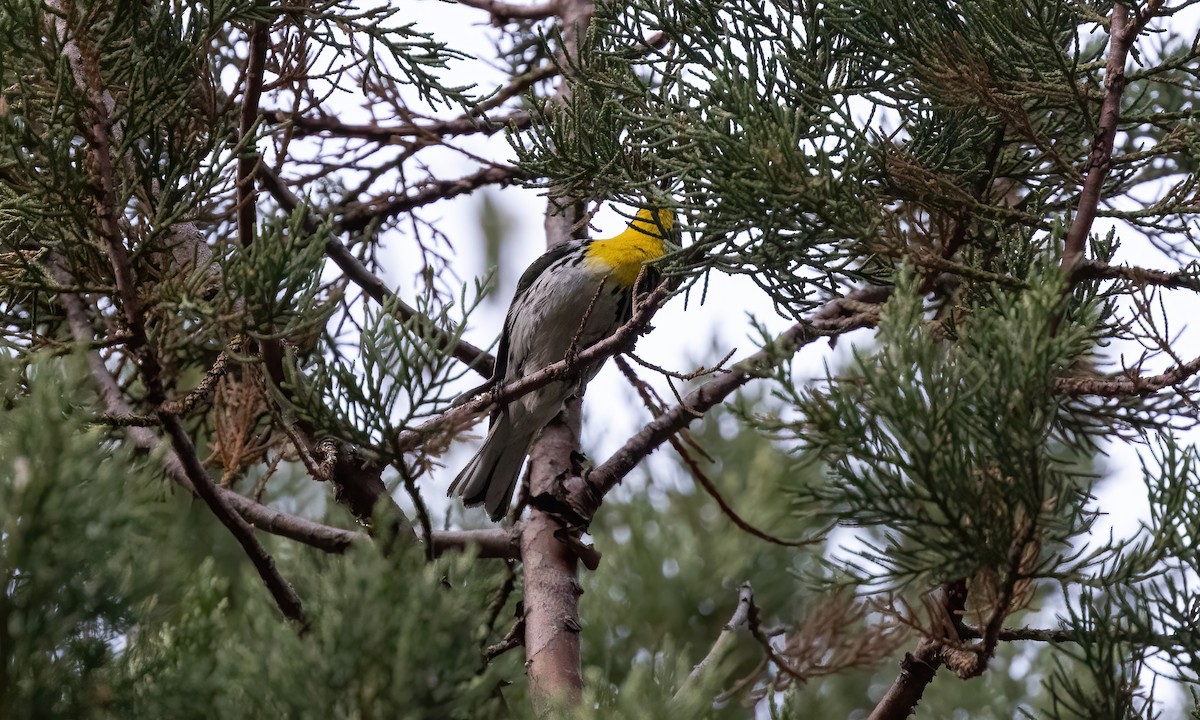 Grace's Warbler - ML621208071