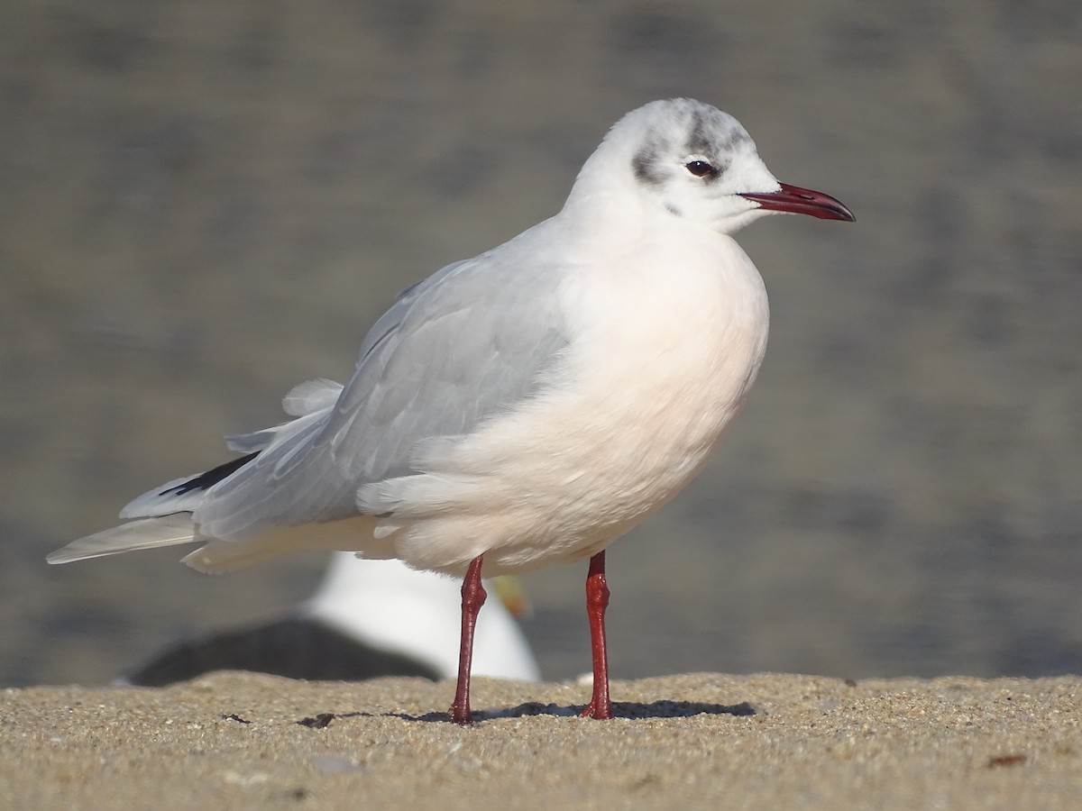 Brown-hooded Gull - ML621208076